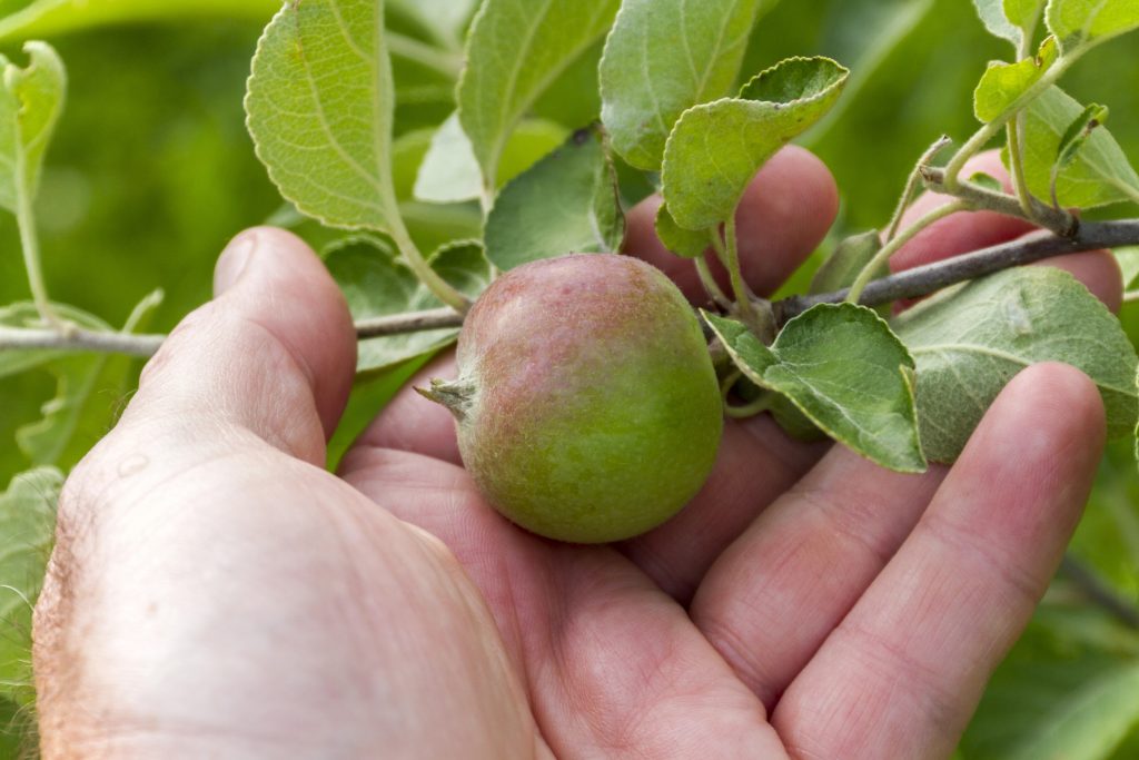 Apple