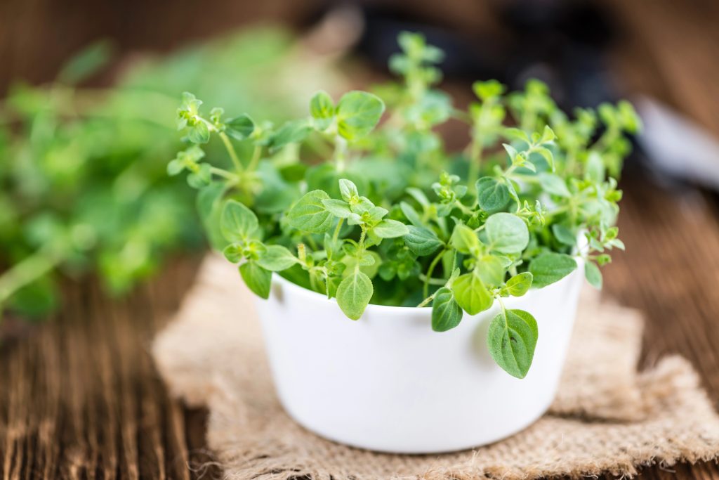 Oregano