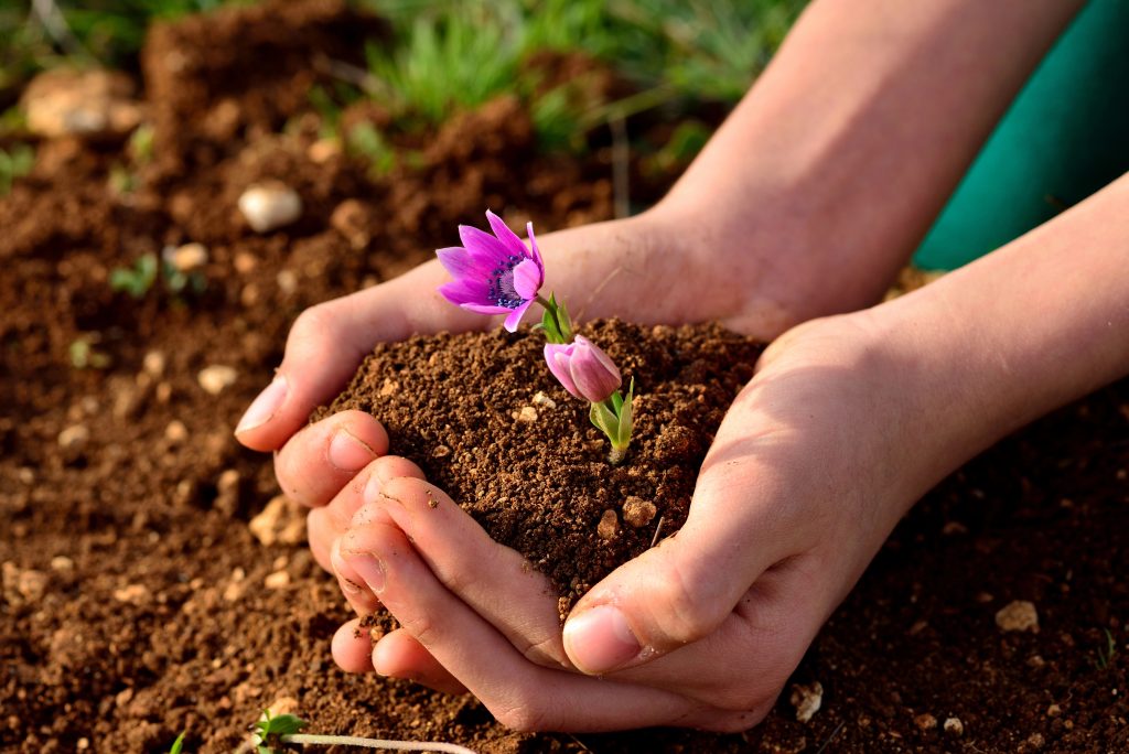 Plant Care