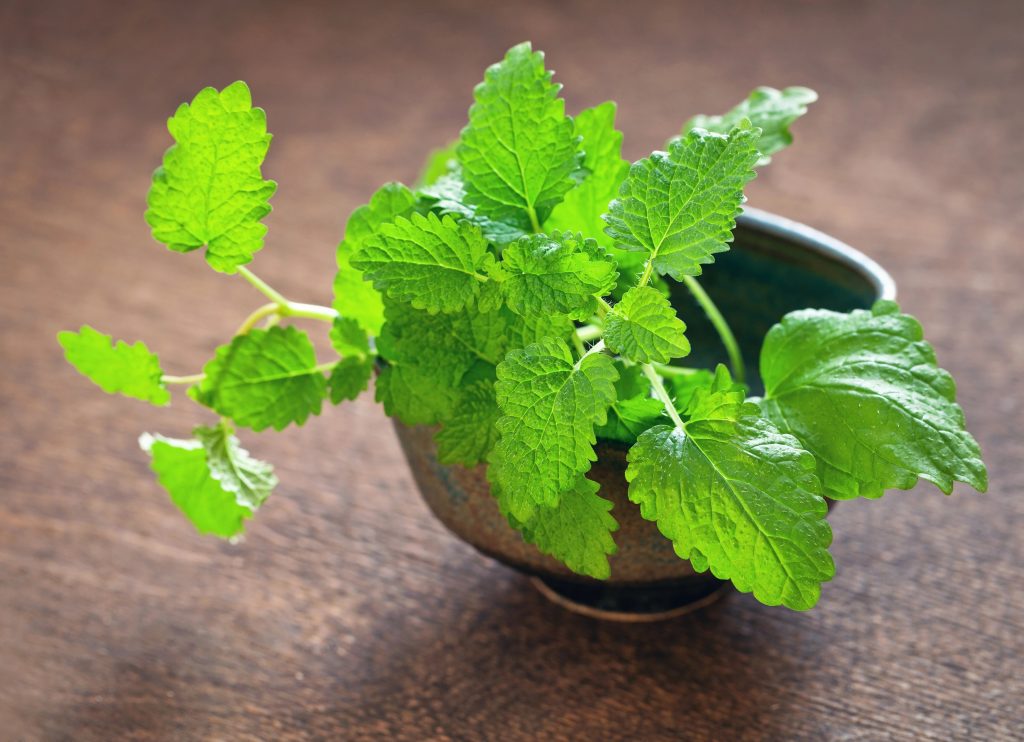 Lemon Balm
