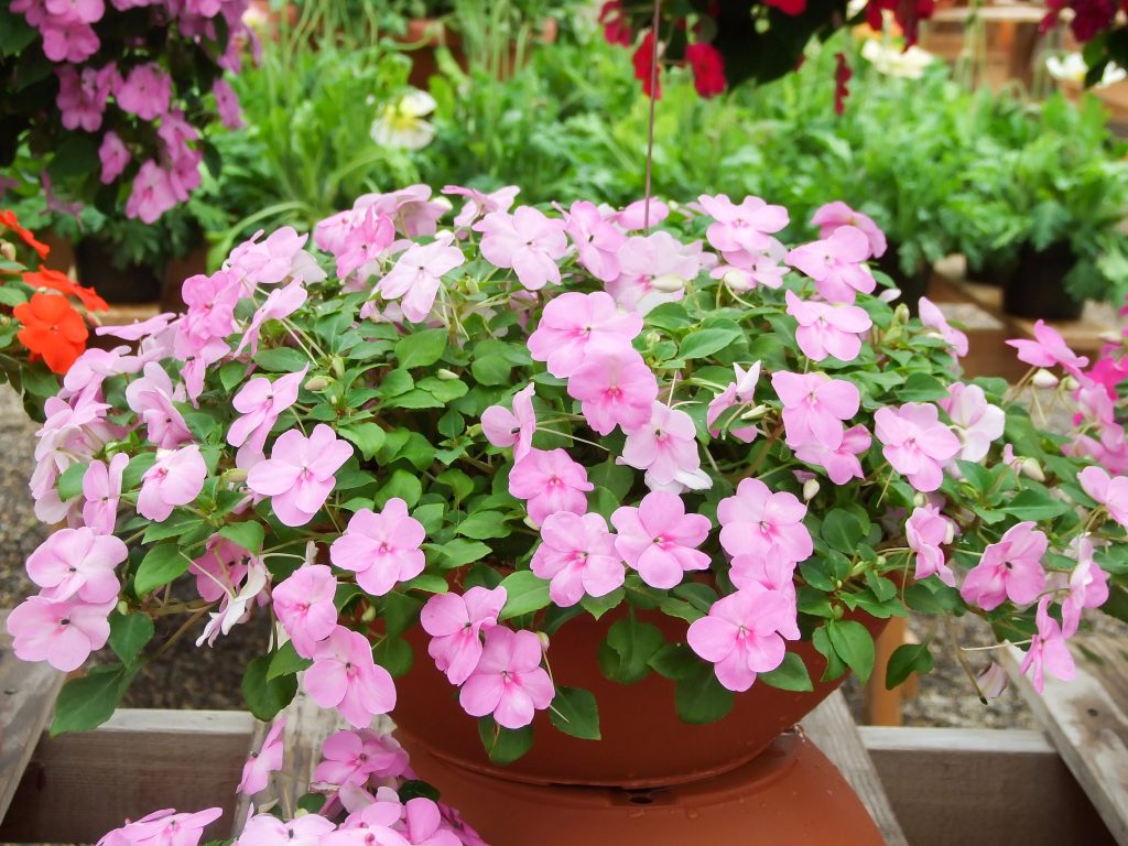 Impatiens