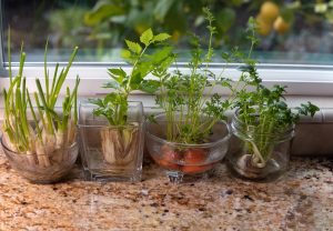 Herbs You Can Grow in a Glass of Water