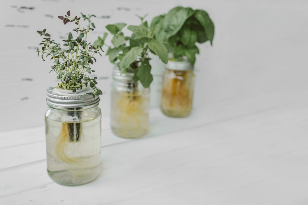 Thyme