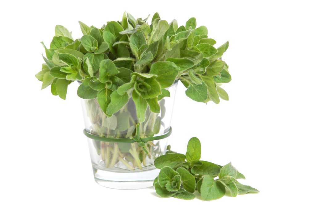 Marjoram