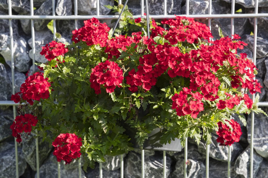 Verbena