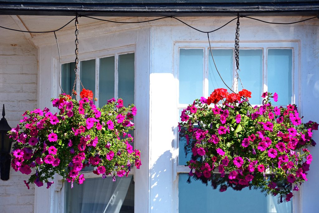 Fuchsias