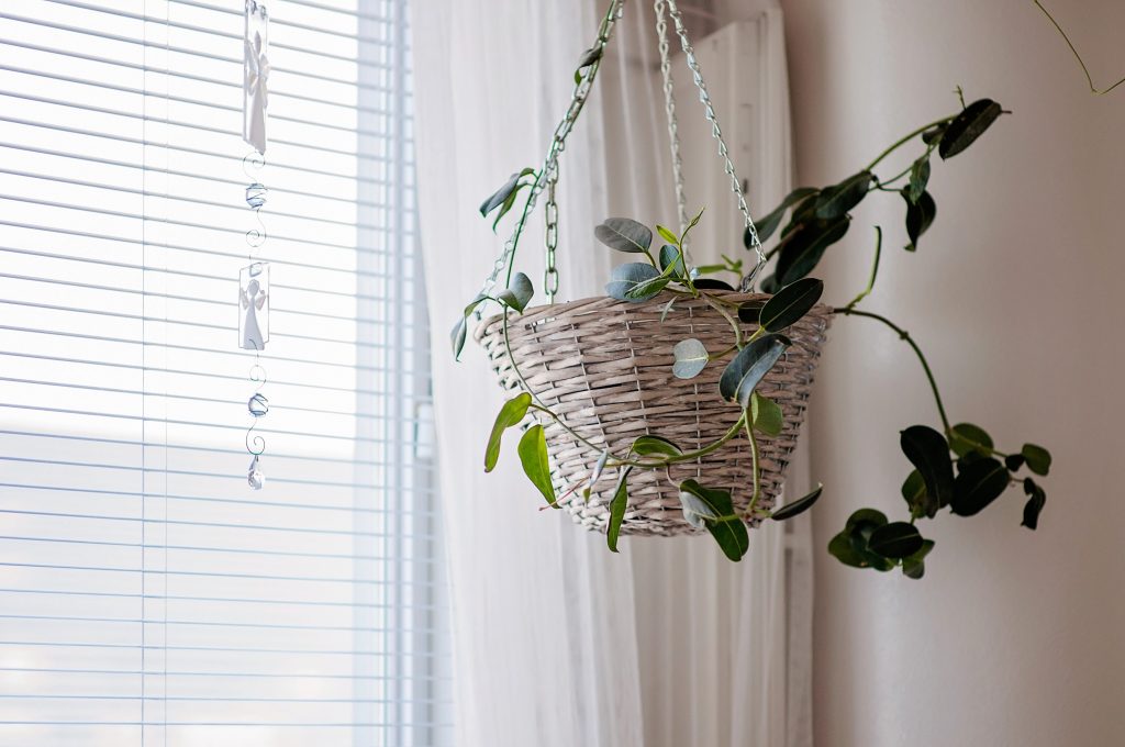 Hoya (Wax Plant)