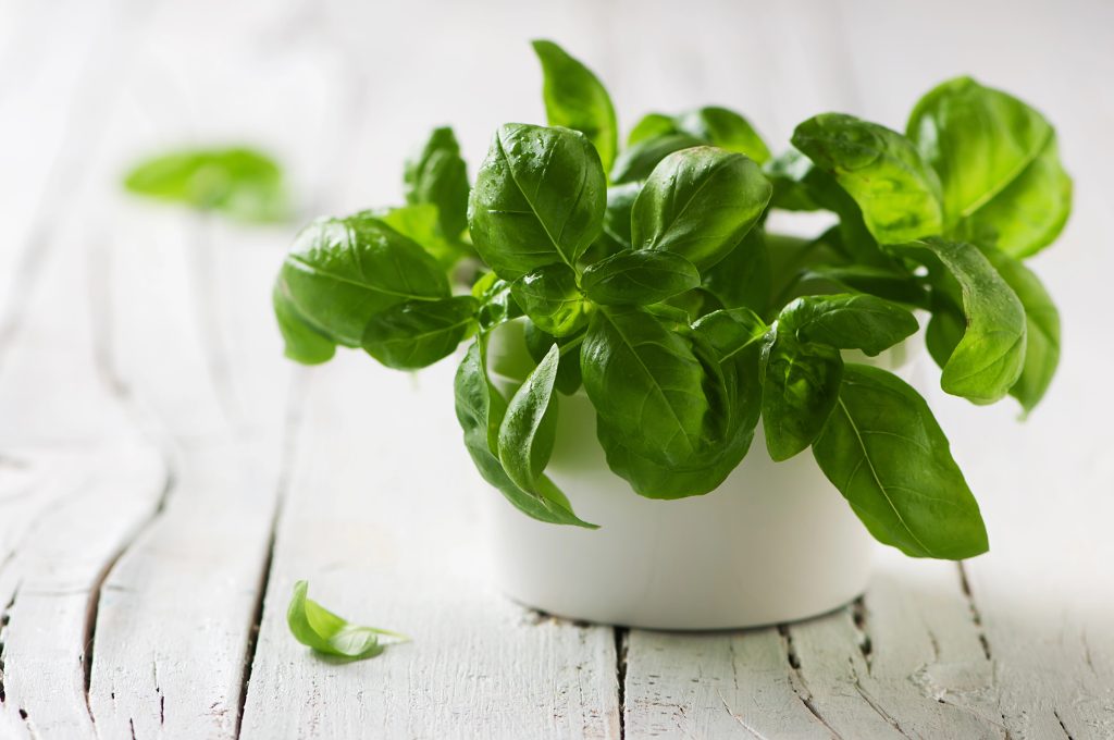 Basil