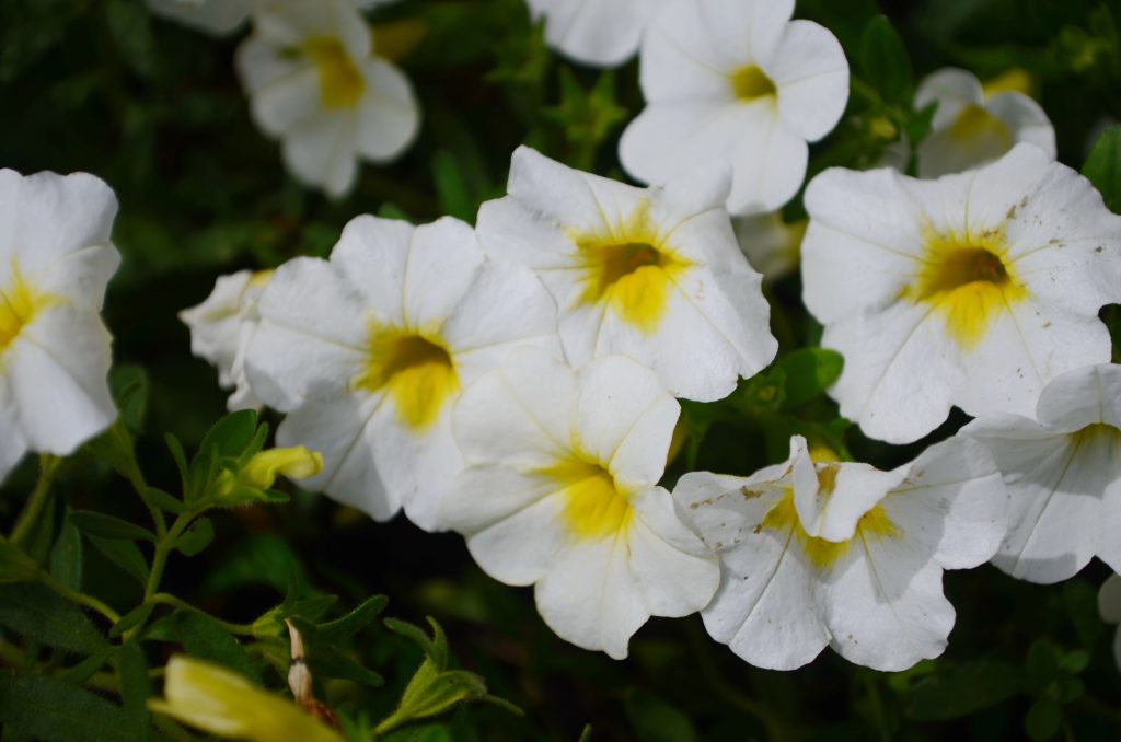 Calibrachoa (Million Bells)