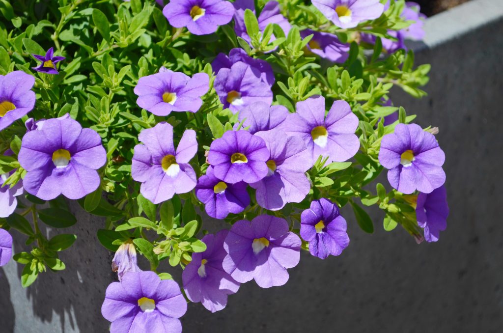 Million Bells (Calibrachoa)