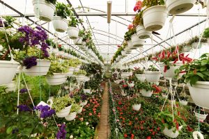 Plants That Thrive in Hanging Baskets