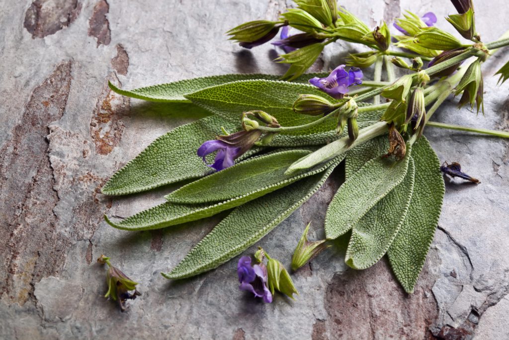 Sage
