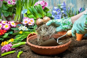 Plant Flower Bulbs Using Egg Cartons