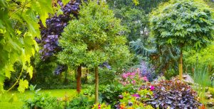 Shade-Loving Plants That Flourish Under Trees
