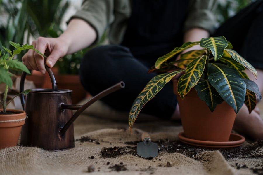Houseplant