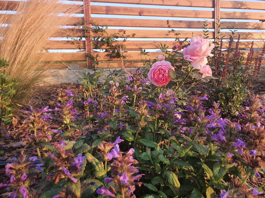 Roses and catmint combination in cottage garden plans for your backyard
