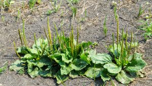 Broadleaf Plantain Flowering Shoots