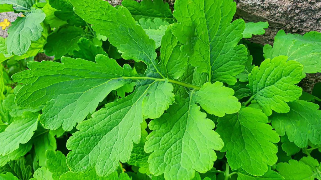 Foliage plants including lamb's ears in a cottage garden border