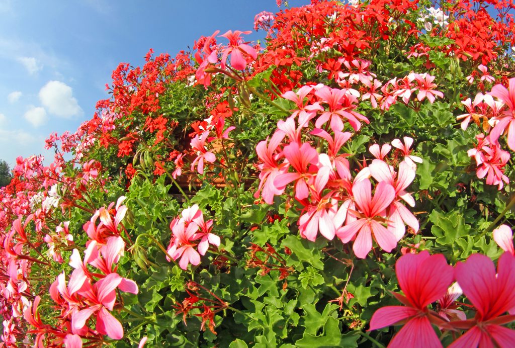 Geraniums