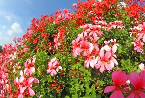 Geraniums